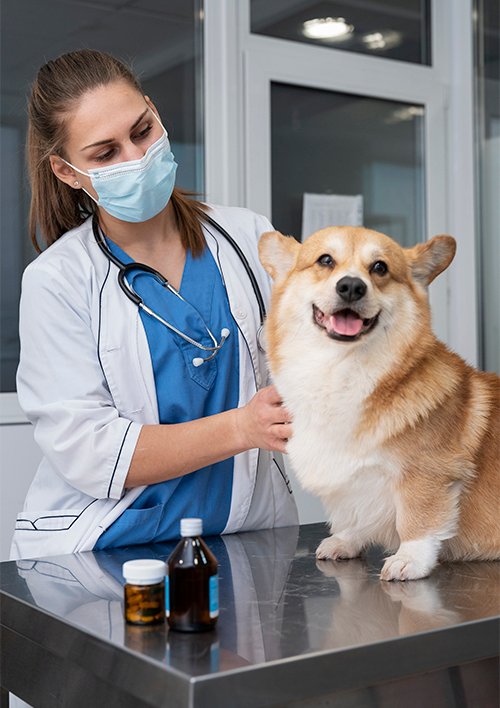 Asistencia a mascotas